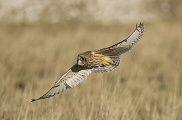 Short-eared owl hunting in the Cotwolds, Gloucstershire, UK