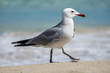A Audouin's gull at the beach.