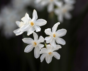 Obraz premium Closeup of flowers of paper-white daffodil (Narcissus papyraceus) in a garden in spring