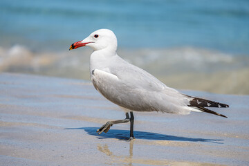 A Audouin's gull at the beach.