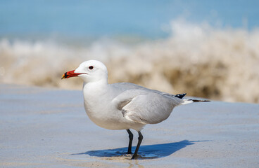 A Audouin's gull at the beach.