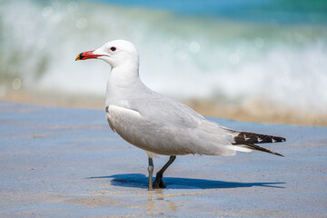 A Audouin's gull at the beach.