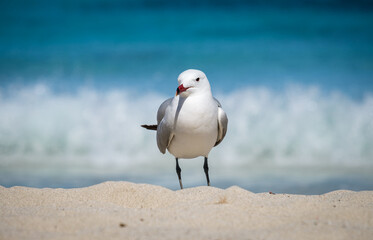 A Audouin's gull at the beach.