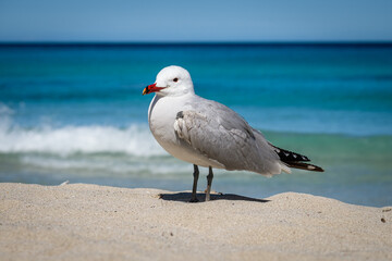 A Audouin's gull at the beach.