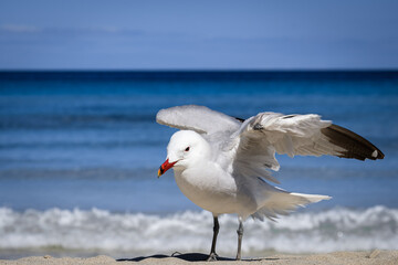 A Audouin's gull at the beach.