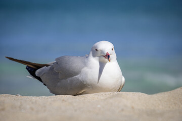 A Audouin's gull at the beach.