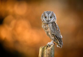 European scops owl ( Otus scops )