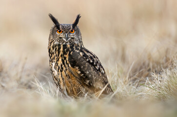 Eurasian eagle owl ( Bubo bubo ) close up