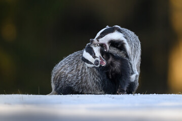 Two Badgers fightning ( Meles meles ) © Piotr Krzeslak
