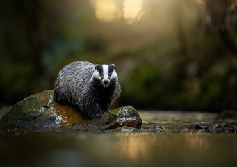 Badger close up ( Meles meles )