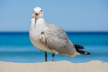 A Audouin's gull at the beach.