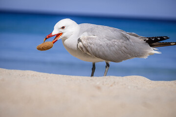 A Audouin's gull at the beach.