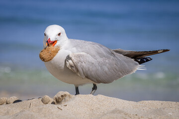 A Audouin's gull at the beach.
