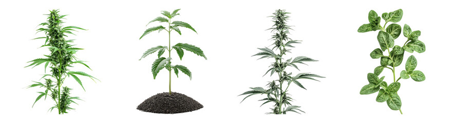 Variety of Green Plants with Different Structures and Sizes, PNG bundle collection, Isolated on Transparent Background