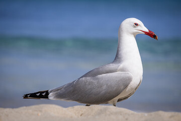 A Audouin's gull at the beach.