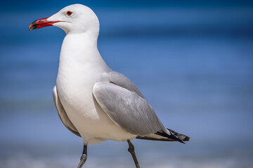 A Audouin's gull at the beach.