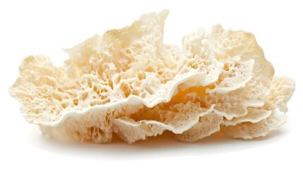 Healthy Organic Sea Fan Coral Isolated on White Background