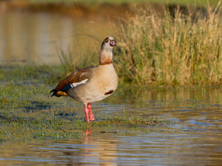 Egyptian goose, Alopochen aegyptiaca
