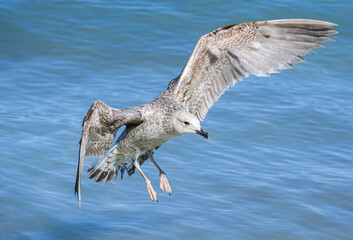 A Audouin's gull at the beach.