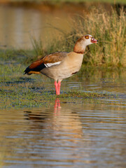 Egyptian goose, Alopochen aegyptiaca