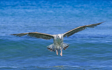 A Audouin's gull at the beach.