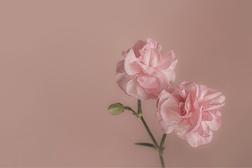 abstract background, charming pastel color background collection, a pair of beautiful pink roses and pastel color background, the latest pastel color collection