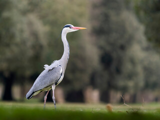 Grey heron, Ardea cinerea