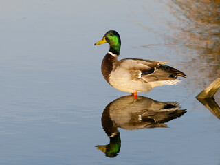 Mallard, Anas platyrhynchos