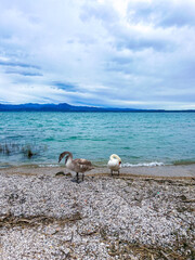 Swans on Garda lake, Sirmione