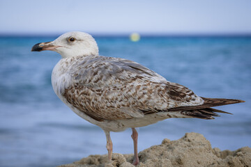 A Audouin's gull at the beach.