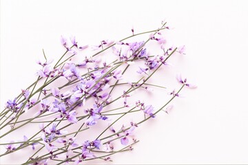 lavender flowers on white background, abstract background, beautiful pastel color background collection, beautiful lavender flowers and white pastel colors