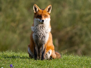 Red fox, Vulpes vulpes