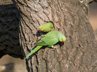 Ring-necked parakeet, Psittacula krameri