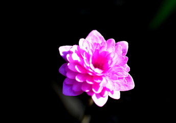 Nahaufnahme eines rosa Leberbl&uuml;mchens