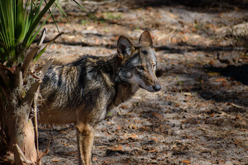 American red wolf (Canis rufus) standing in a forest clearing next to a palm tree under filtered sunlight against a natural blurry background of dirt and woodland foliage