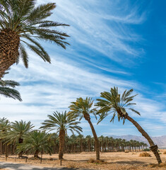 Obraz premium Abandoned plantation of date palms with several curved old trees, photo depicts agriculture industry in desert and arid areas of the Middle East. No AI tools were used