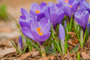 Obraz premium Mixed hybrid crocus flowering in the early spring garden.