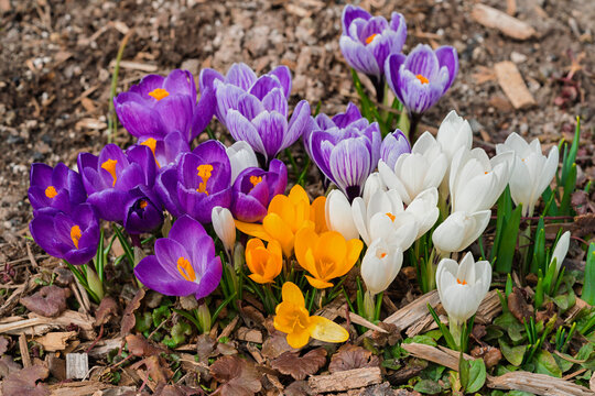Mixed hybrid crocus flowering in the early spring garden.