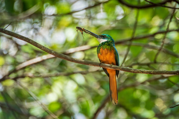 Rufous-tailed Jacamar with Prey in the Atlantic Forest, Northeast Brazil