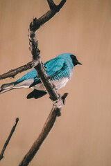 teal hummingbird