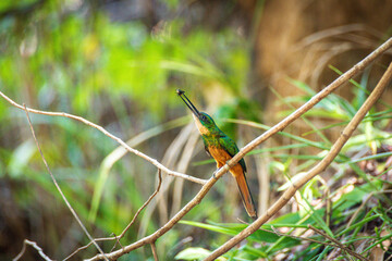 Rufous-tailed Jacamar with Prey in the Atlantic Forest, Northeast Brazil