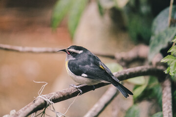 hummingbird sitting on tree