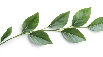 A leafy green branch with a white background