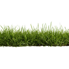 Lush green grass with a dense and vibrant appearance, showcasing healthy blades and a natural look.