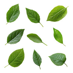 Fototapeta premium A collection of various green leaves showcasing different shapes and textures.
