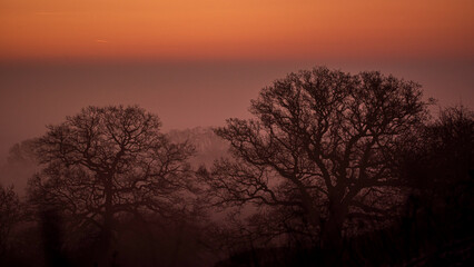 Sunrise winter trees