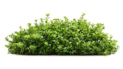 Obraz premium green bush isolated on white background