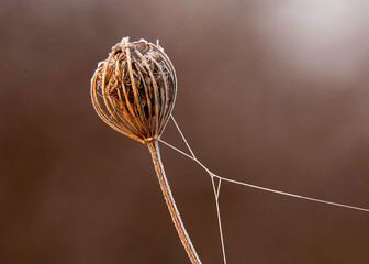 close up of a dry flower