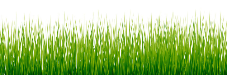 Detailed seamless green grass image on transparent background.