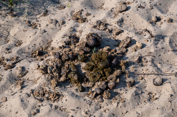 Fresh horse manure piles in nature